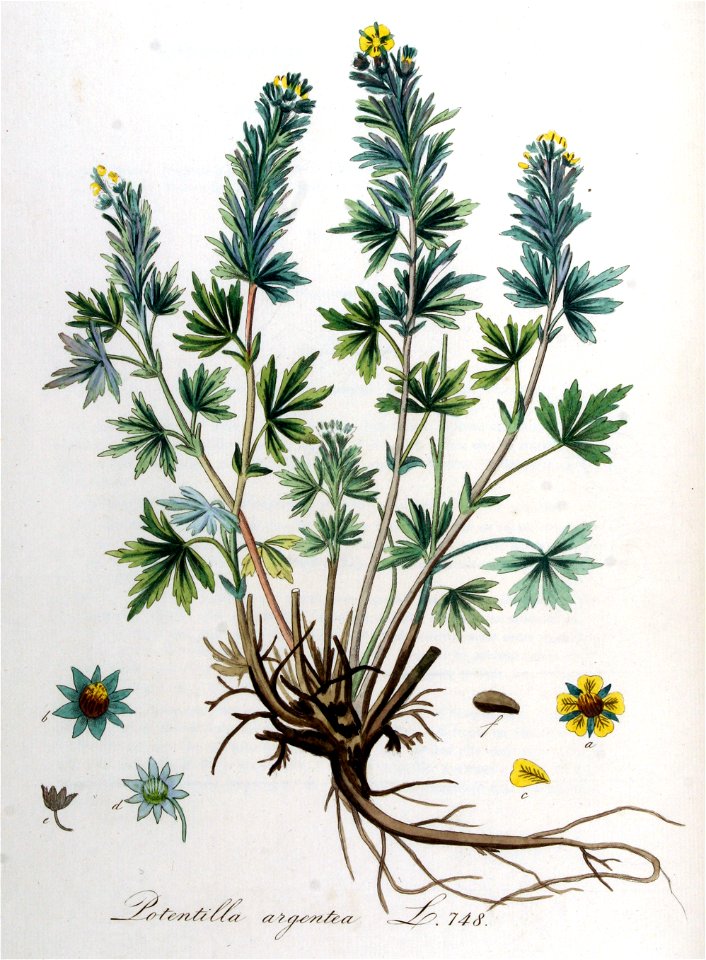 Potentilla argentea — Flora Batava — Volume v10