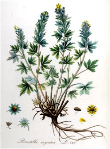 Potentilla argentea — Flora Batava — Volume v10