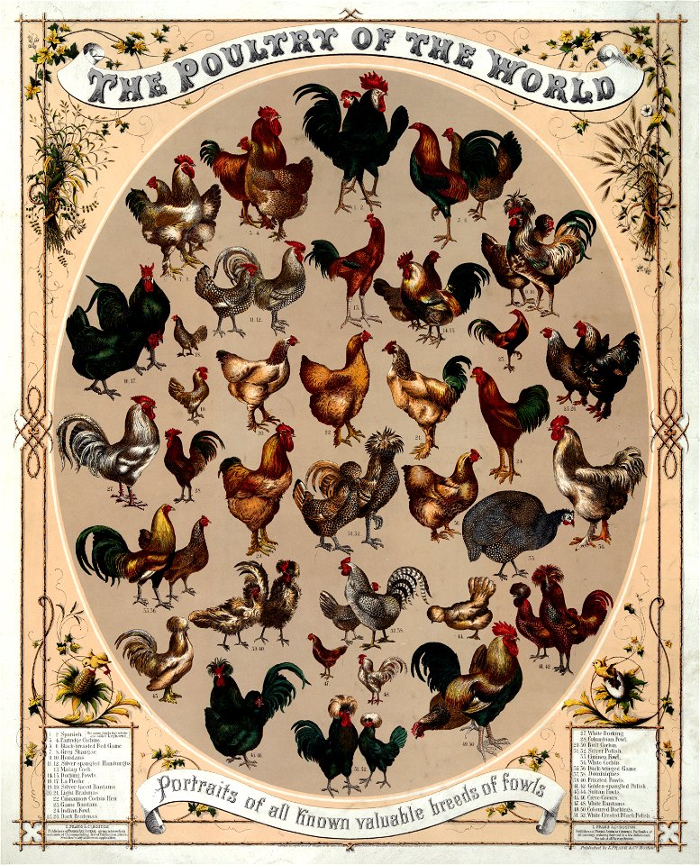 Poultry of the world