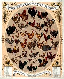Poultry of the world