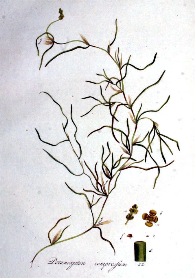 Potamogeton compressum — Flora Batava — Volume v1