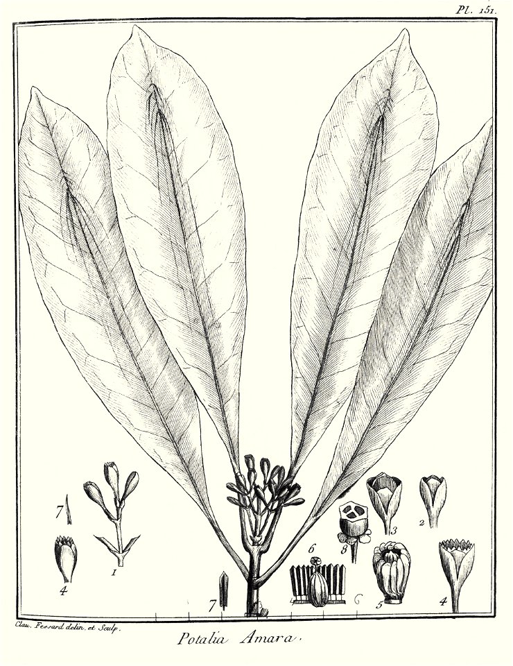 Potalia amara Aublet 1775 pl 151