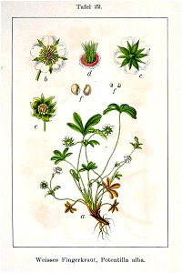 Potentilla alba Sturm22