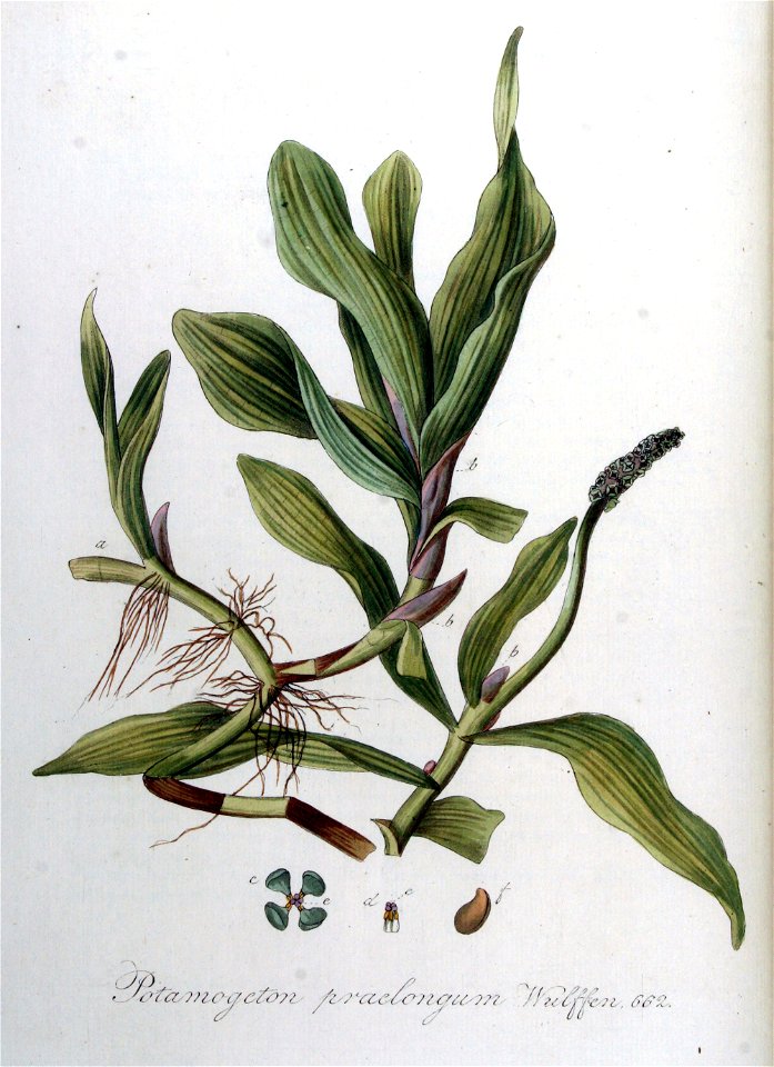 Potamogeton praelongum — Flora Batava — Volume v9