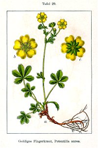 Potentilla aurea Sturm29. Free illustration for personal and commercial use.