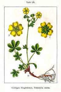 Potentilla aurea Sturm29