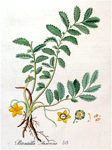 Potentilla anserina — Flora Batava — Volume v4