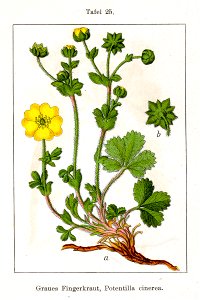 Potentilla sp Sturm25