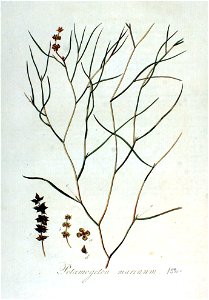 Potamogeton marinum — Flora Batava — Volume v2