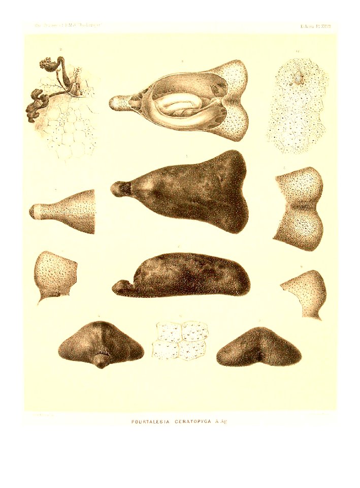 Pourtalesia ceratopyga