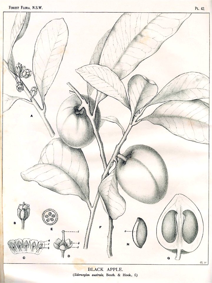 Pouteria australis00