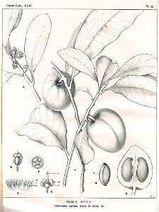 Pouteria australis00