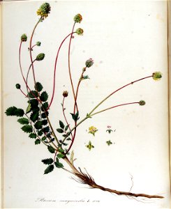 Poterium sanguisorba — Flora Batava — Volume v13
