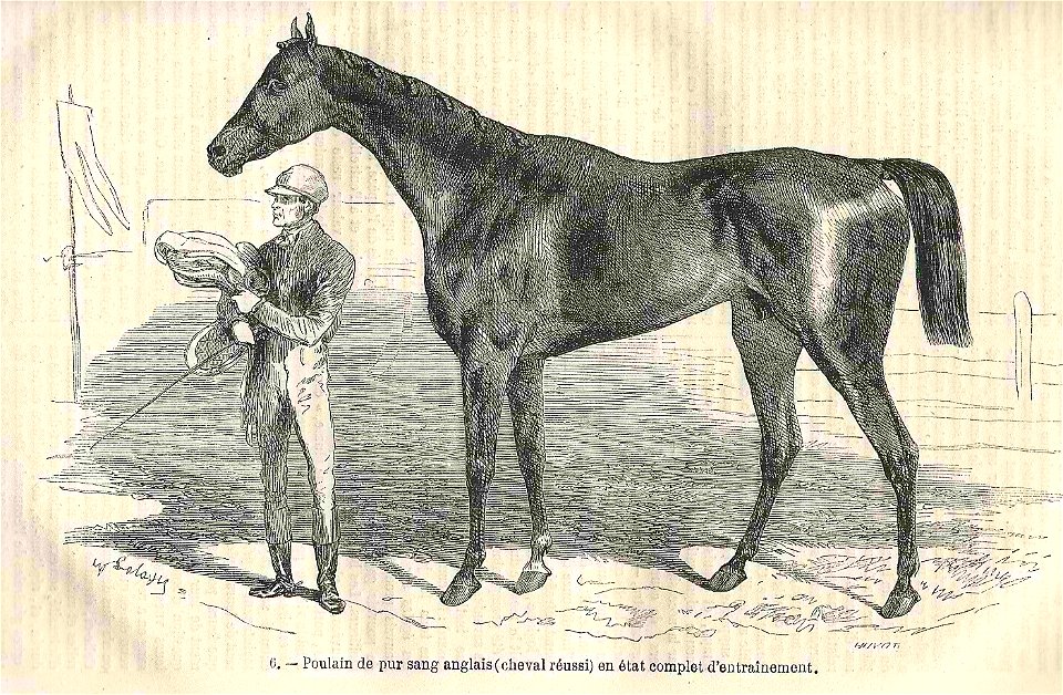 Poulain de pur sang anglais en état d'entrainement
