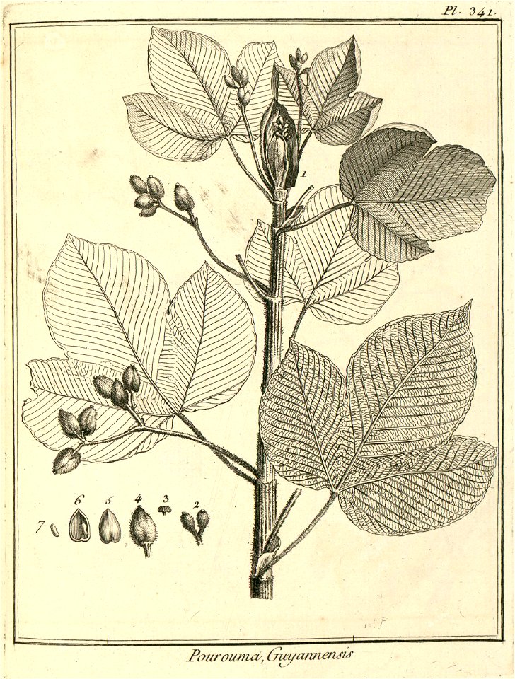 Pourouma guianensis Aublet 1775 pl 341