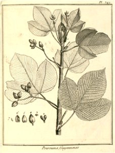 Pourouma guianensis Aublet 1775 pl 341