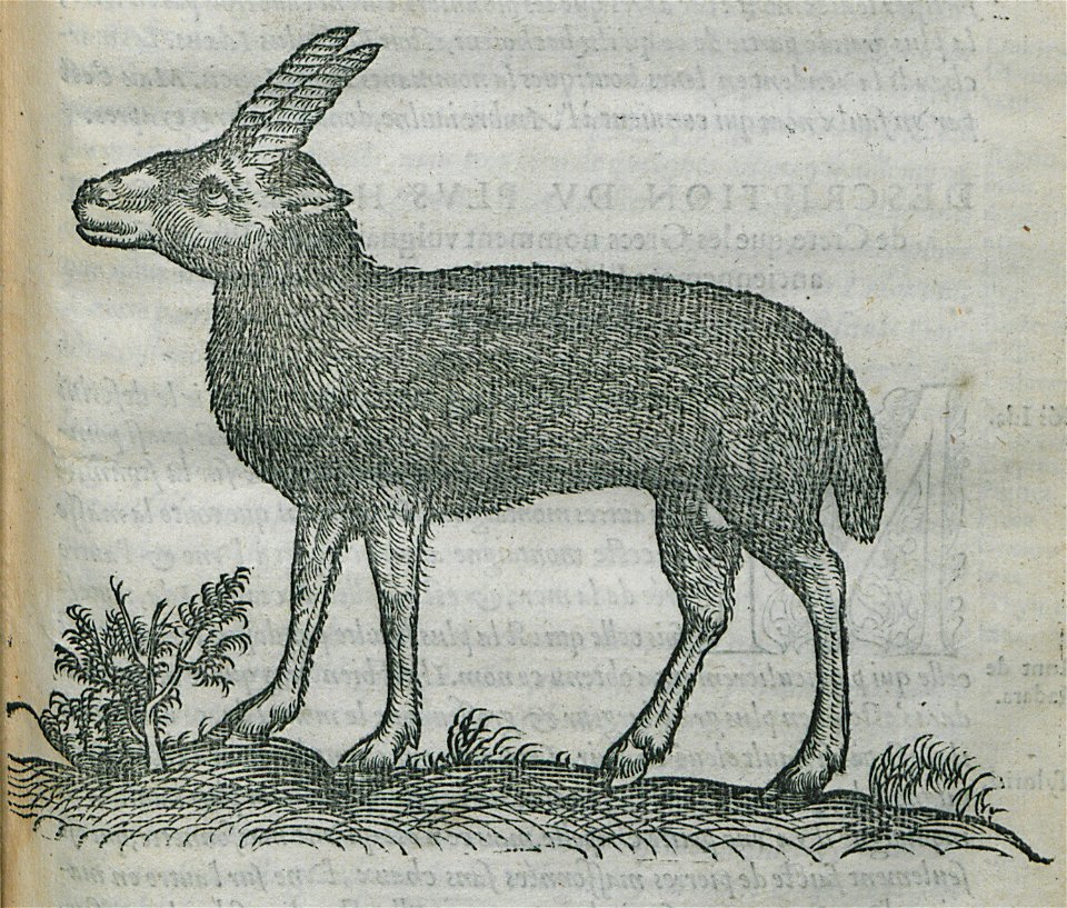 Pourtrait du Strepsicheros, ou Mouton de Crete - Belon Pierre - 1554