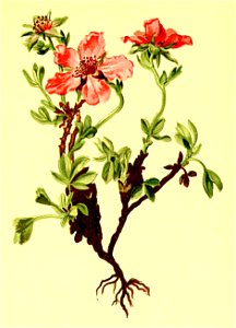Potentilla nitida Atlas Alpenflora