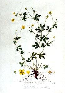 Potentilla tormentilla — Flora Batava — Volume v2