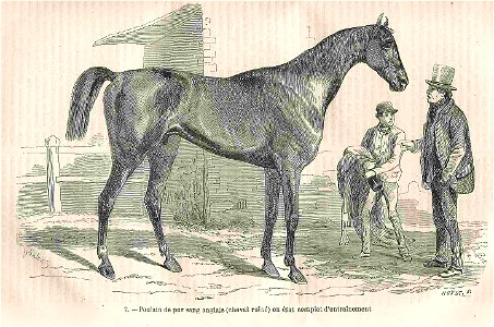 Poulain de pursang anglais (cheval ruiné)