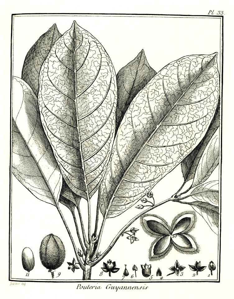 Pouteria guianensis Aublet 1775 pl 33. Free illustration for personal and commercial use.