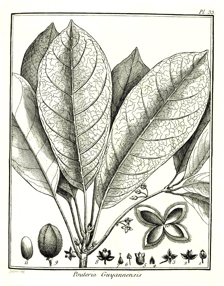 Pouteria guianensis Aublet 1775 pl 33