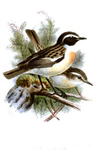 PratincolaDacotiaeKeulemans