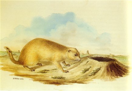 Prairie dog titian ramsay peale. Free illustration for personal and commercial use.