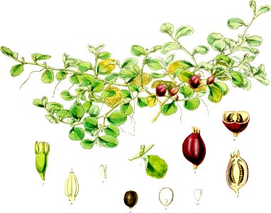 Pratia arenosa-Botany of Antarctica-PL029-0063