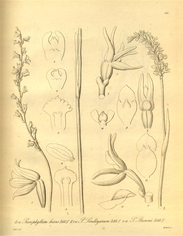 Prasophyllum hians - Prasophyllum lindleyanum - Prasophyllum brownii - Xenia 2 pl 198