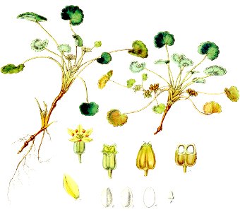 Pozoa reniformis-Botany of Antarctica-PL011-0027