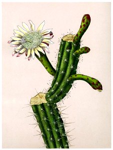 Praecereus euchlorus BlKakteenT171