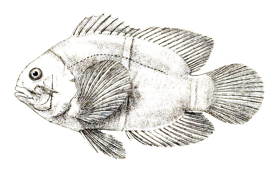 Premnas biaculeatus Ford 80