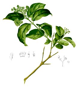 Premna leucostoma Blanco2.396-cropped