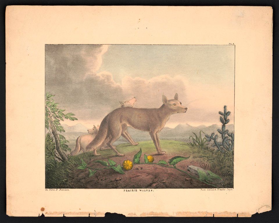 Prairie wolves - on stone A. Newsam ; from Childs & Inman's Press. LCCN2013651009