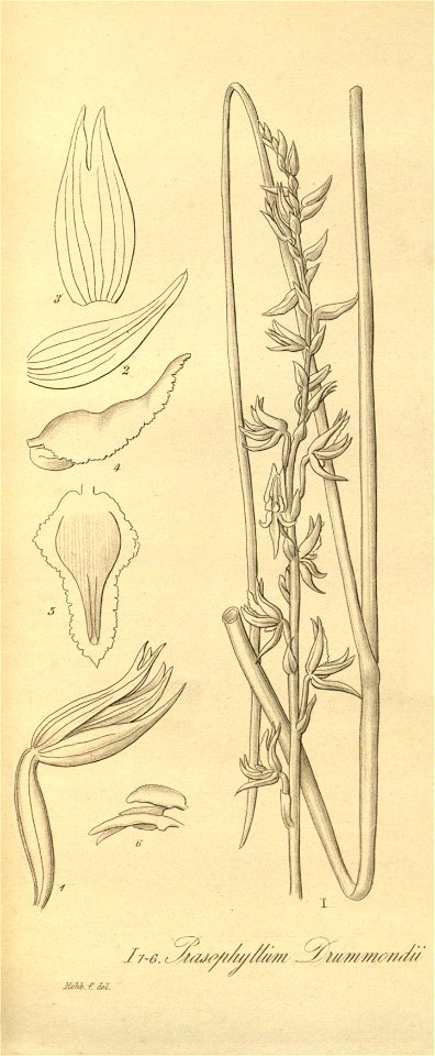 Prasophyllum drummondii - Prasophyllum fimbria - Xenia 2 pl 190 - cropped 1