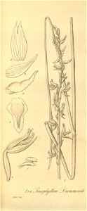 Prasophyllum drummondii - Prasophyllum fimbria - Xenia 2 pl 190 - cropped 1