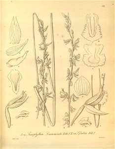 Prasophyllum drummondii - Prasophyllum fimbria - Xenia 2 pl 190
