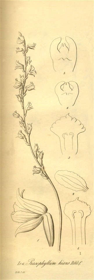 Prasophyllum hians - Prasophyllum lindleyanum - Prasophyllum brownii - Xenia 2 pl 198 - cropped 1