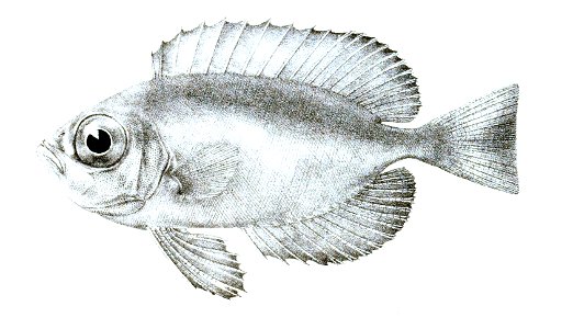 Priacanthus blochii Ford 8