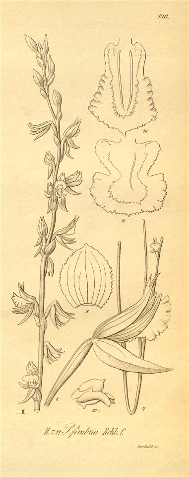 Prasophyllum drummondii - Prasophyllum fimbria - Xenia 2 pl 190 - cropped 2