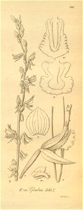 Prasophyllum drummondii - Prasophyllum fimbria - Xenia 2 pl 190 - cropped 2