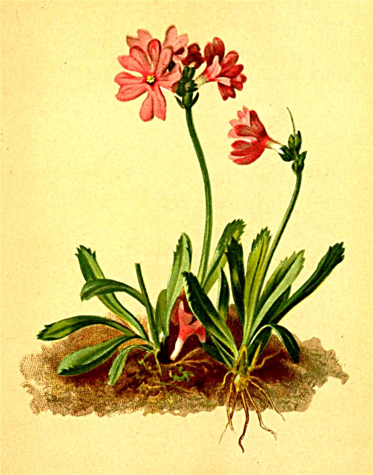 Primula glutinosa Atlas Alpenflora