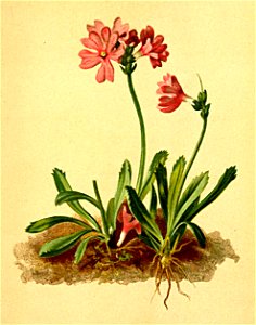 Primula glutinosa Atlas Alpenflora