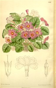 Primula juliae 138-8468