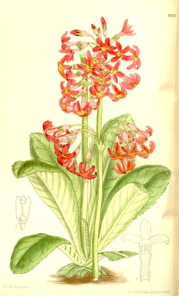 Primula maximowiczii 137-8363