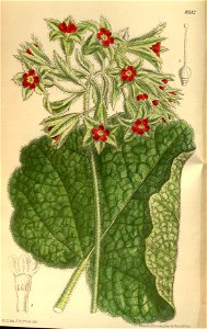 Primula pycnoloba 141-8612. Free illustration for personal and commercial use.