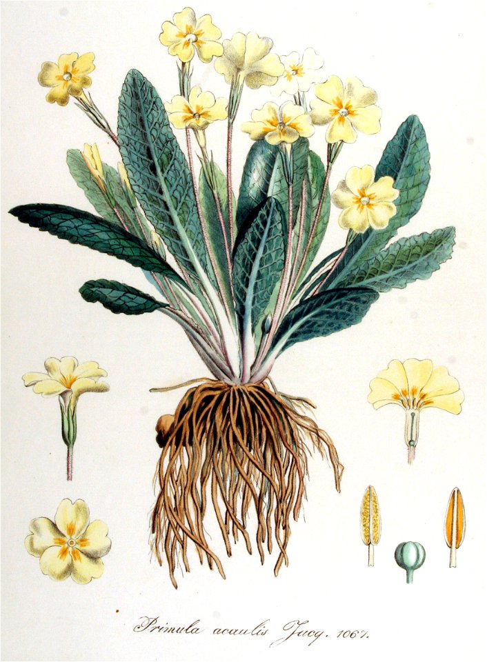 Primula acaulis — Flora Batava — Volume v14