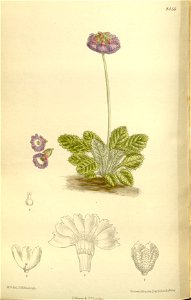Primula wattii 138-8456. Free illustration for personal and commercial use.