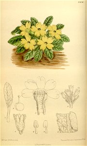 Primula pulvinata 146-8836